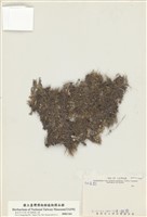 藏品(地衣類)的圖片